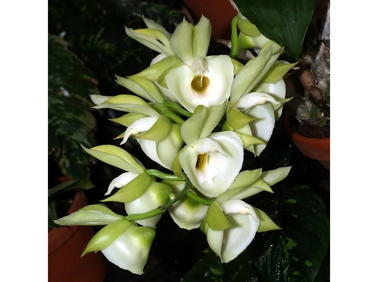 catasetum fiori