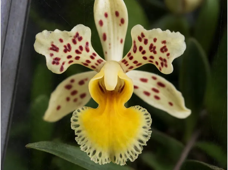 orchidee catasetum