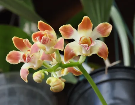 Chysis tricostata