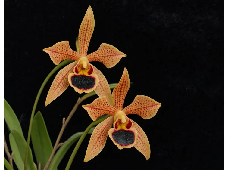Maxillaria cucullata