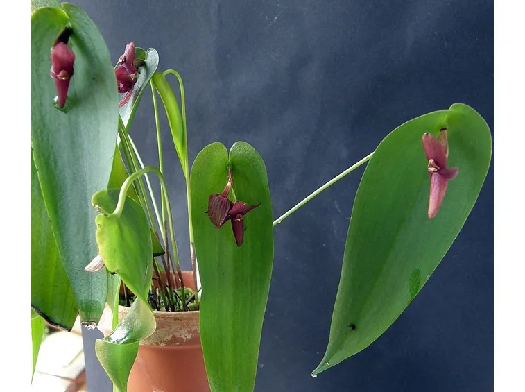 orchidea plurothallis