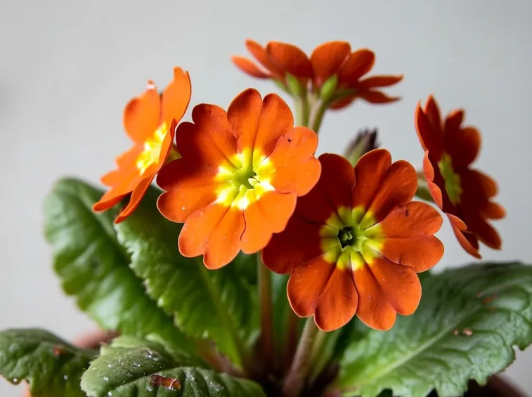 primula obconica arancione