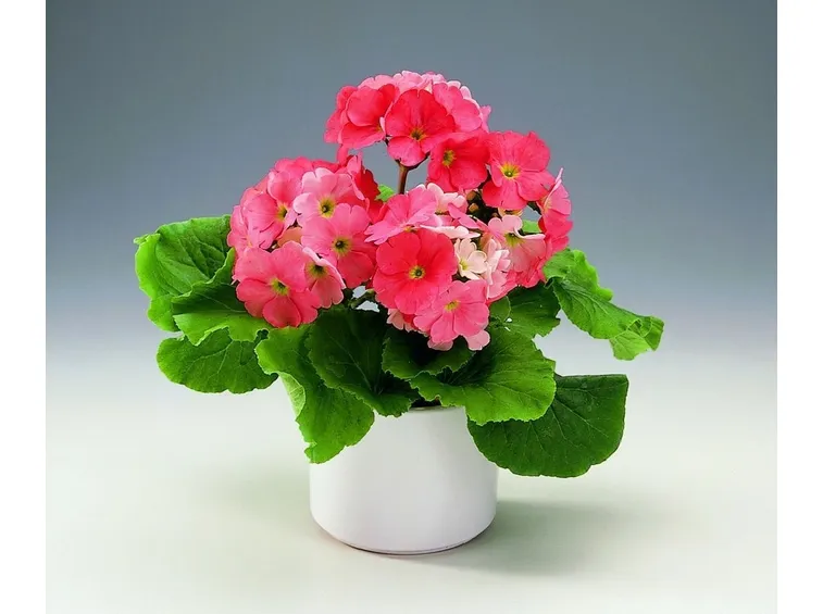 Primula