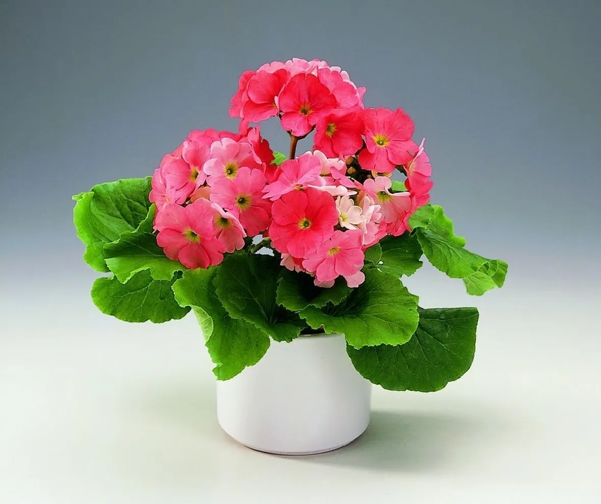Primula