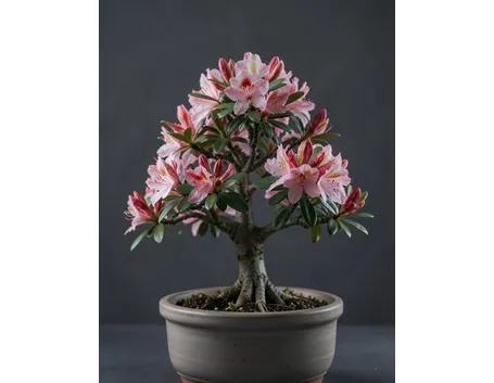 Azalea japonica bonsai