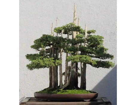 Cipresso bonsai