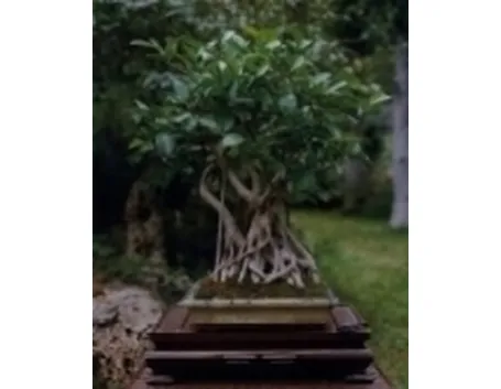 Ficus retusa