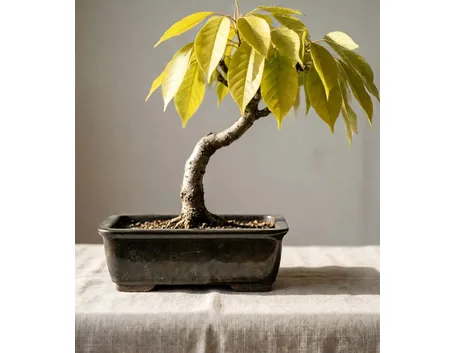 Frassino bonsai