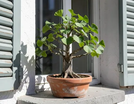 ginco bonsai