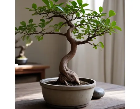 Lagestroemia bonsai