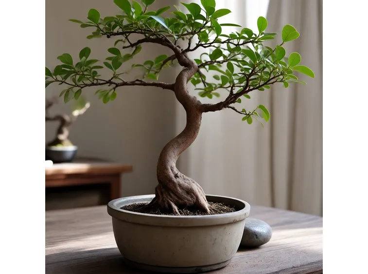 Lagestroemia bonsai