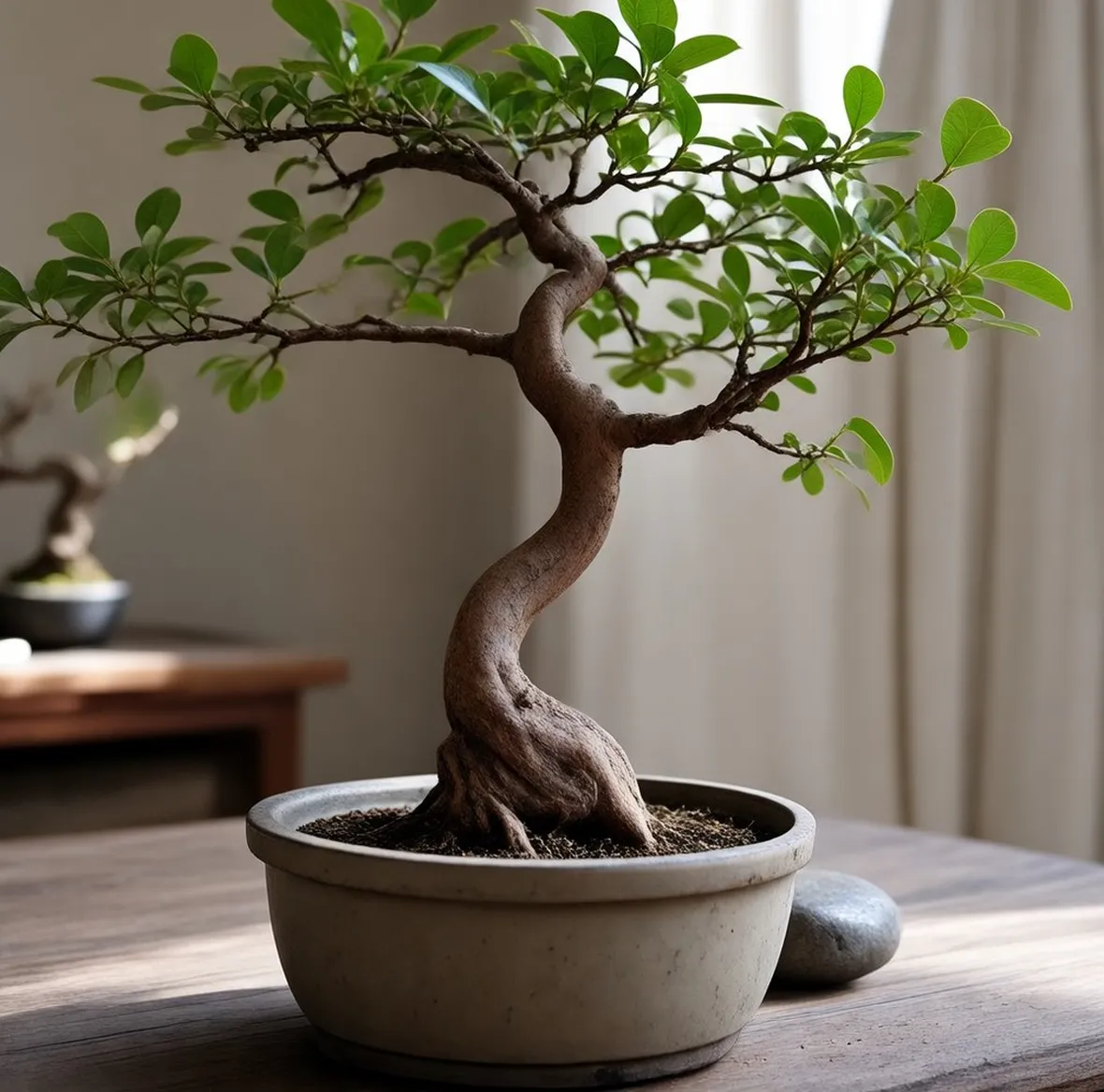 Lagestroemia bonsai