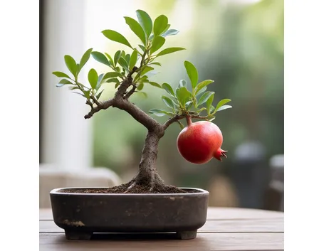 bonsai melograno