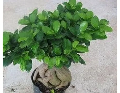Ficus ginseng