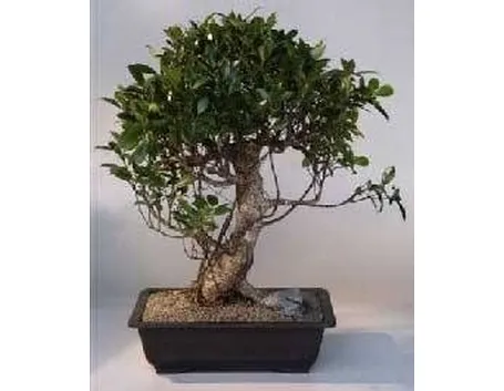 Ficus bonsai