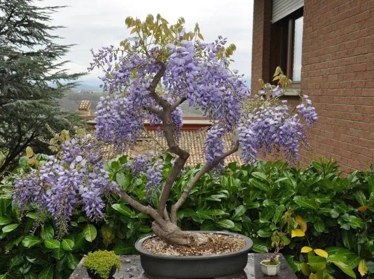 bonsai glicine