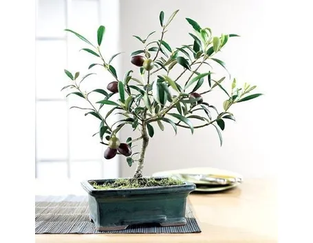 bonsai ulivo
