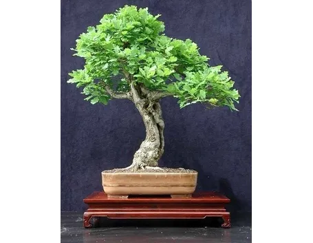 quercia bonsai