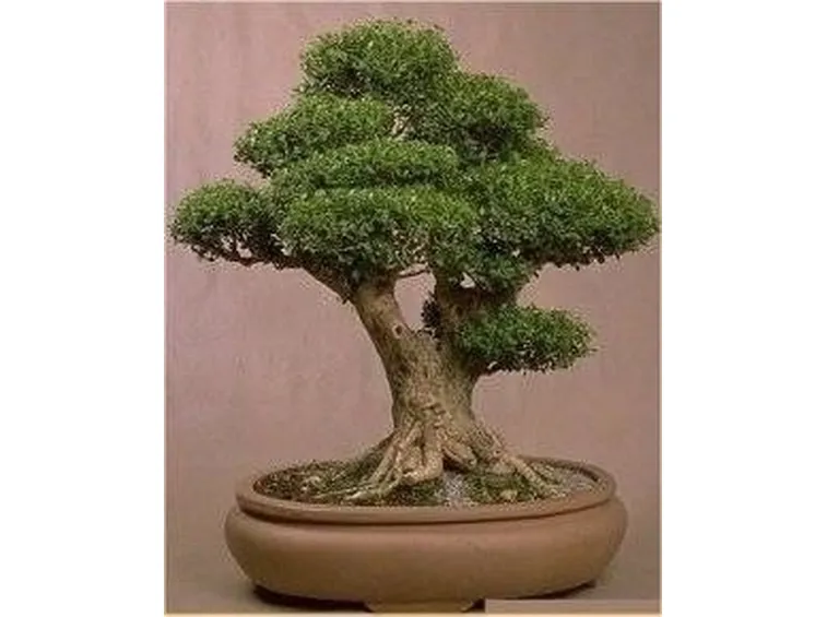 ficus