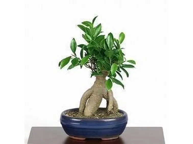 Ficus ginseng