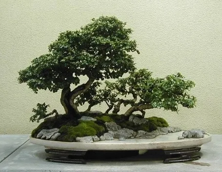 Bonsai di carmona
