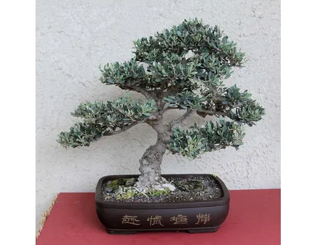 ulivo bonsai