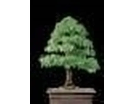 Olmo bonsai