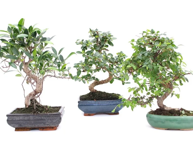bonsai