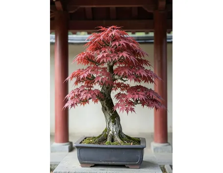 Acero bonsai