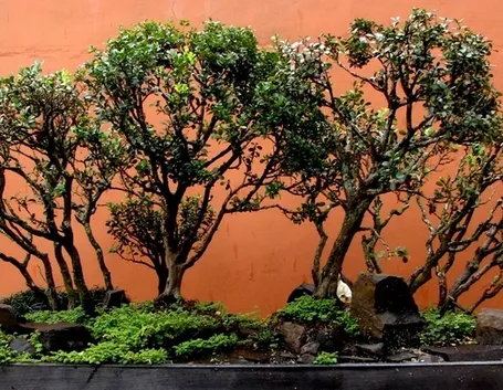 Bonsai a Boschetto