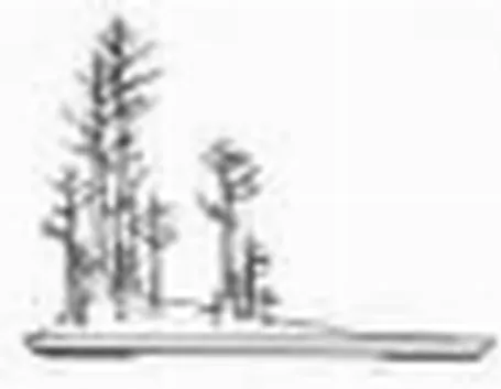 bonsai yose-ue