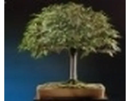 bonsai scopa