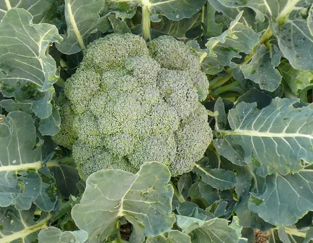 potassio elementi naturali