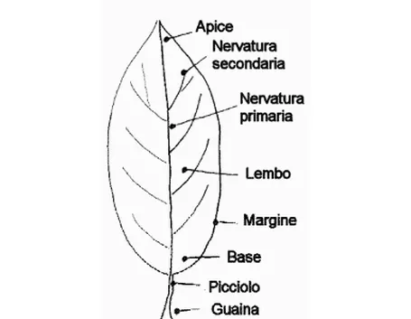 la foglia