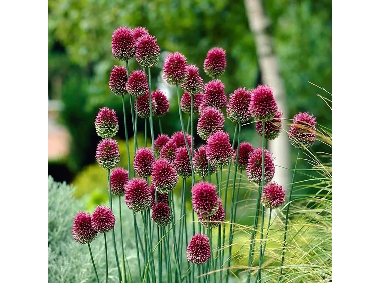 allium