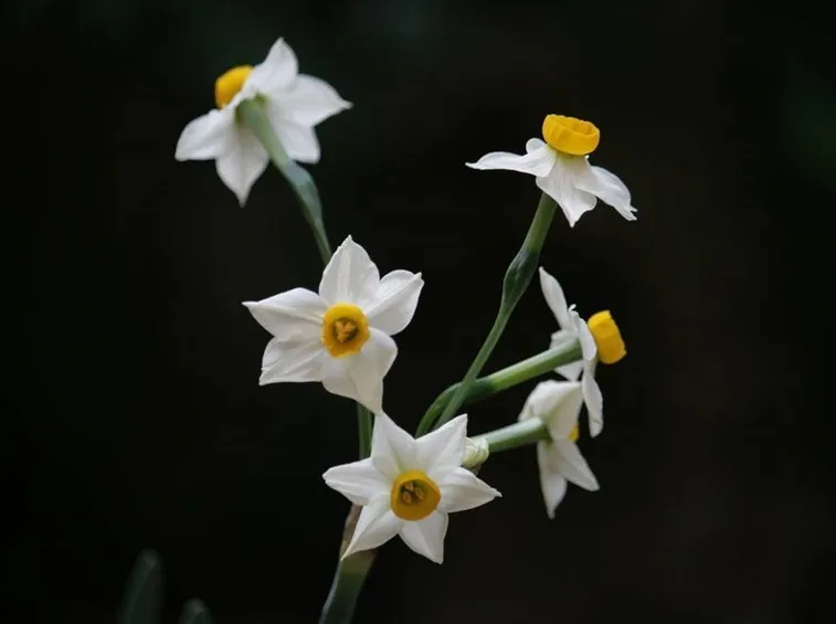 mazzo di narcisi