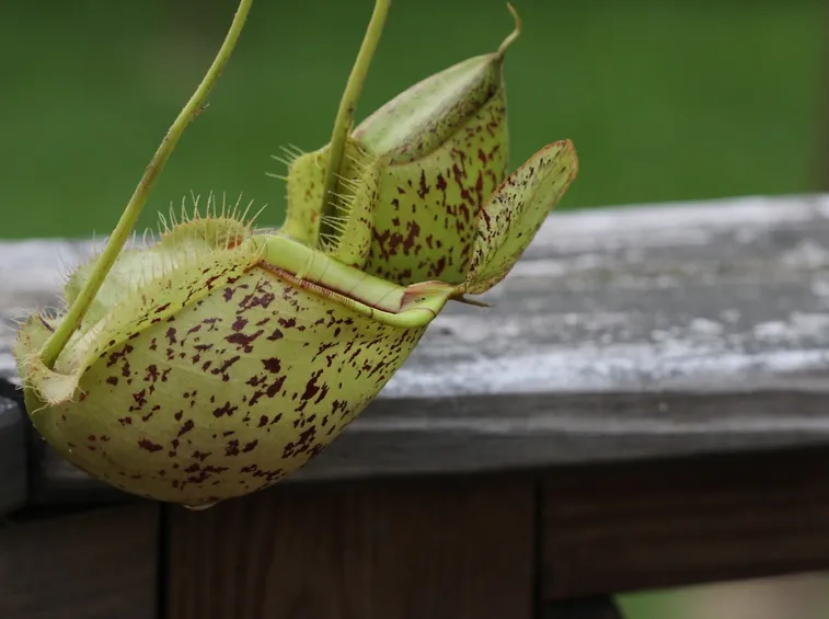 pianta carnivora
