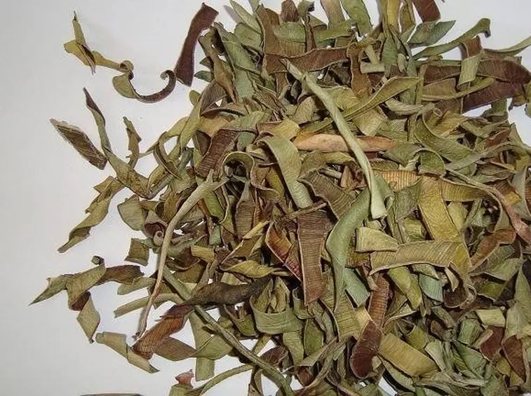 erba amare