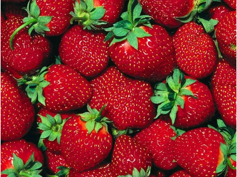 fragola