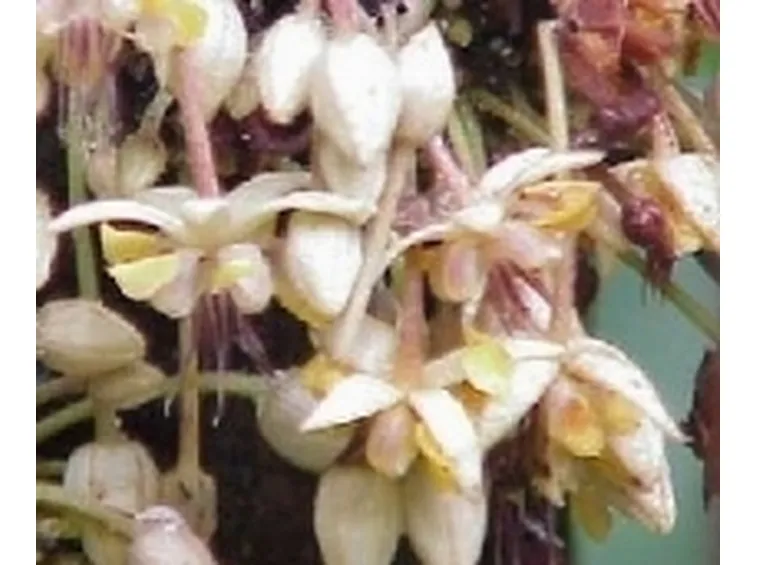 fiori del cacao