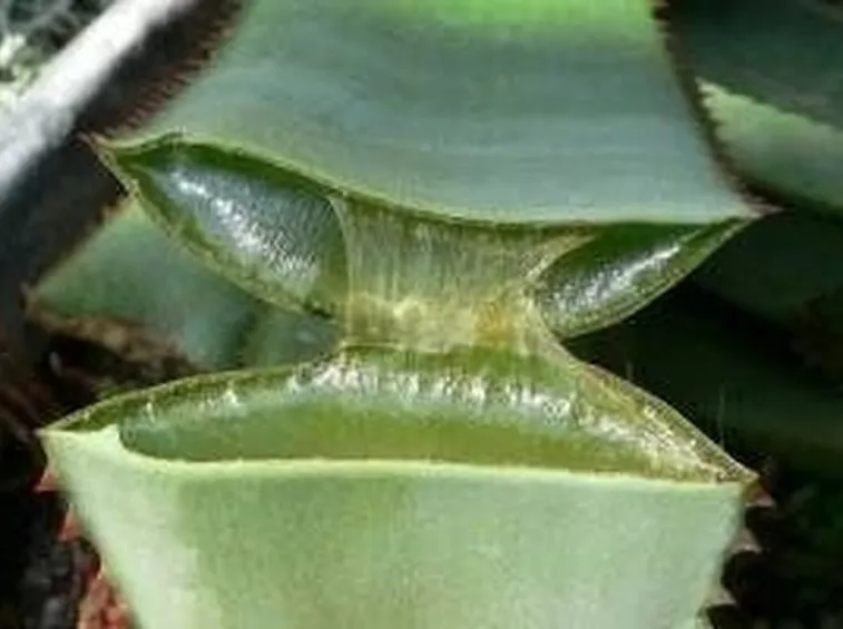 gel aloe