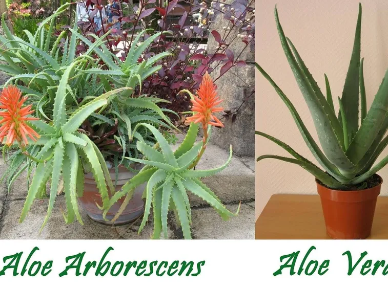 Si ritiene che l'aloe abbia anche proprietà antitumorali