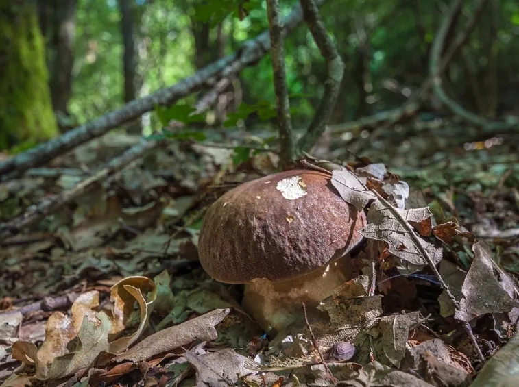 Diversi funghi di genere Boletus