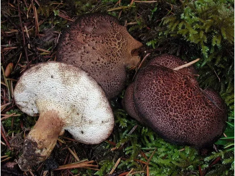 Differenti varietà di funghi commestibili