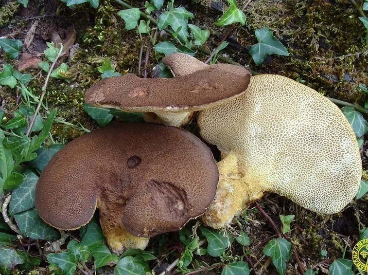Esemplari di Albatrellus pes caprae
