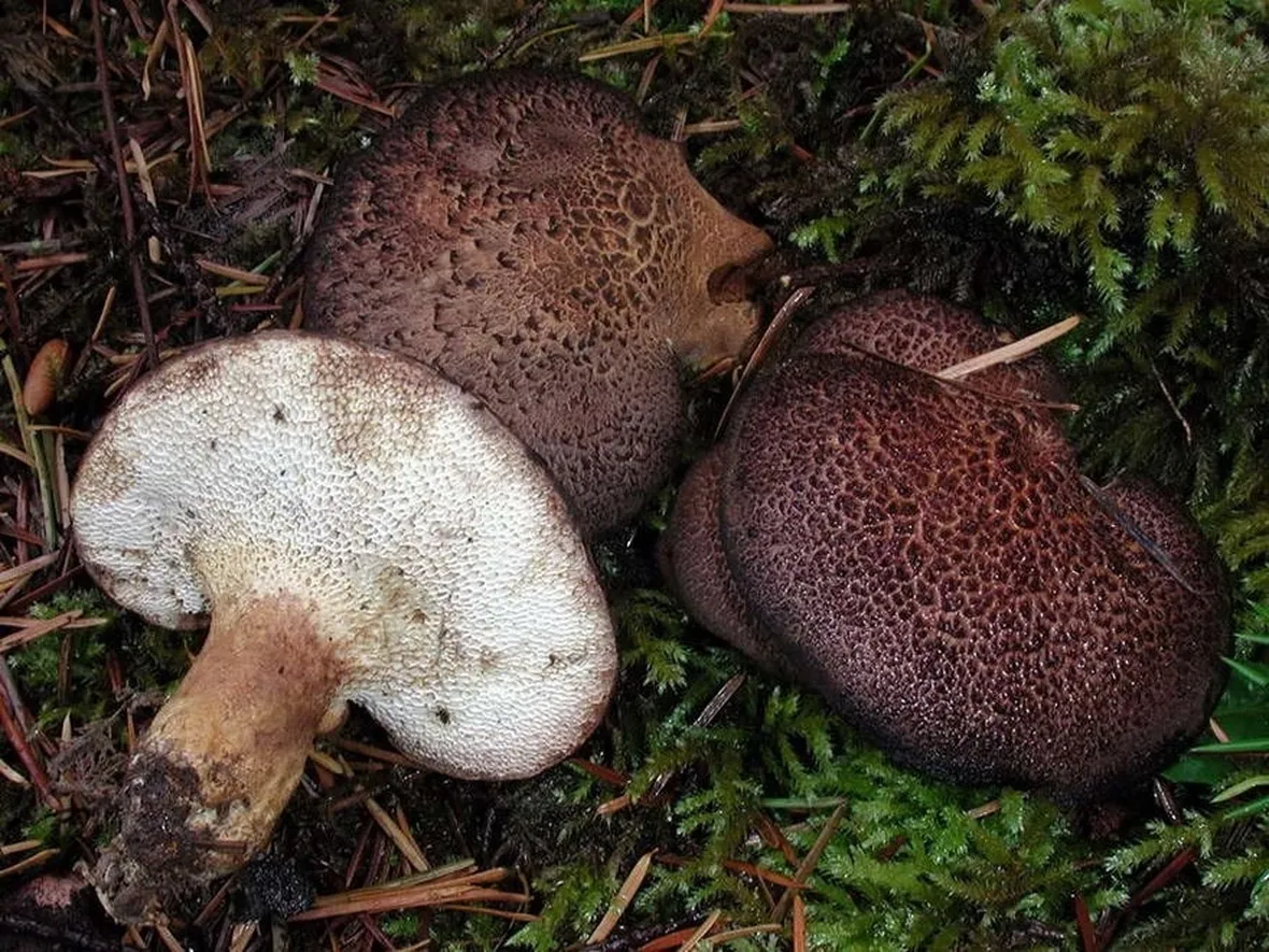 Differenti varietà di funghi commestibili