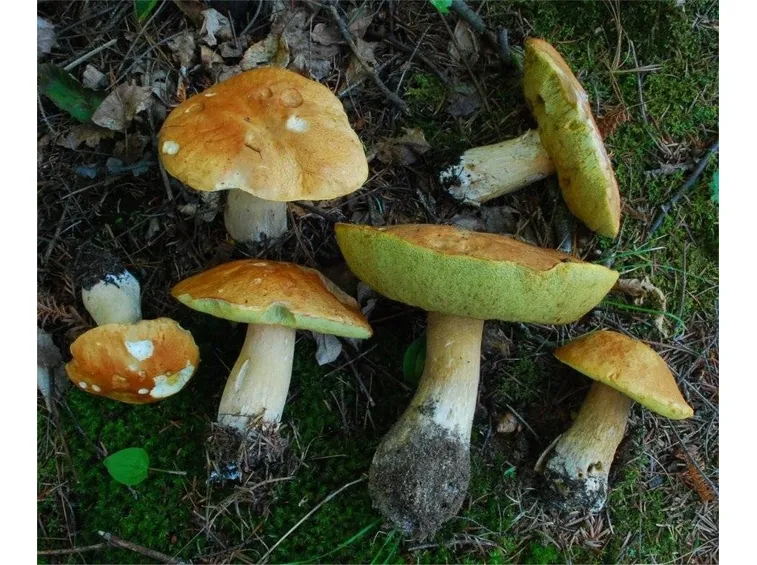 Varietà di Edulis Boletus