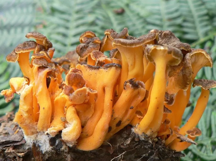 Esemplari di cantharellus lutescens