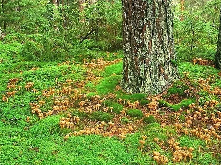 Una vasta colonia di finferle nel loro habitat