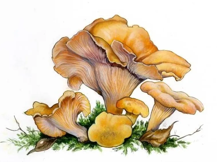 Illustrazione botanica del finferlo